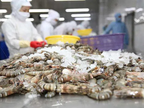 Thuỷ sản Minh Phú (MPC) báo lãi tăng 23% sau 9 tháng, đạt hơn 477 tỷ đồng